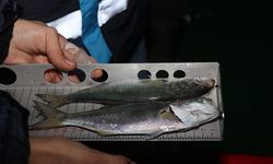 Karadeniz’de Av Denetimlerinde 2,6 Milyon TL Ceza