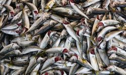 Trabzon’da Hamsi Azaldı Tezgahlar İstavrite Kaldı