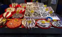 Trabzon’da Balık Tezglarından Hamsi Çekildi