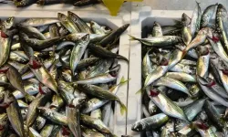 Trabzon'da Balık Tezgahları Canlandı