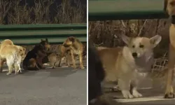 Çin’de Çalınan 7 Köpek 10 Km Yürüyerek Kurtuldu