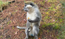Denizli’de Ormanda Maymun Şaşkınlığı