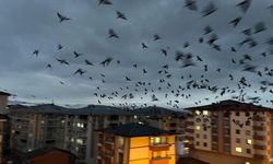 Ardahan’da Karga Sürüsü Gökyüzünü Kapladı