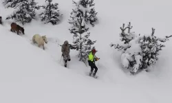 Artvin’de Kayıp Atları Köyün Gençleri Kurtardı