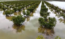 Adana’da Yağış Tarım Arazilerini Vurdu