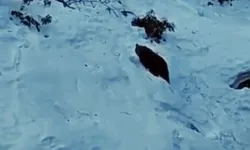 Ayder Yaylası’nda Ayı Yeniden Görüntülendi