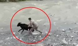 Polis Buzağıyı Dereye Girerek Yakaladı