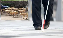 Sancaktepe’de Başıboş Köpek Tartışması Büyüyor