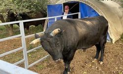 Boğa Saldırısına Uğrayan Besici Yoğun Bakımda
