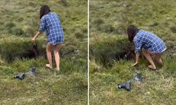 Yabani Tay Çukura Düştü Kadın Kurtardı