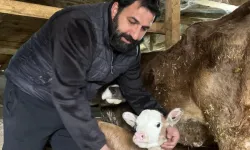 Artvin’de Buzağıları Buhar Makinesiyle Kurtarıyor