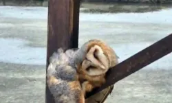 Trabzon’da Sokak Direğinde Uyuyan Baykuş İlgi Çekti