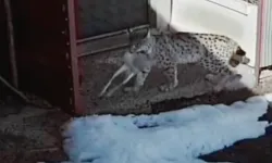 Bayburt’ta Vaşağın Tavşan Avı Kameraya Yansıdı