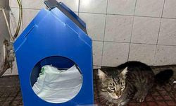 Sinop’ta Gençten Sokak Kedilerine Örnek Destek