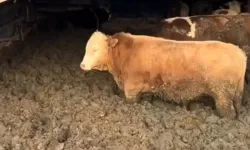 Çorum’da Hayvan Refahı İhlaline Ceza