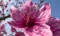 Selçuk’ta Şeftali Ağaçları Çiçek Açtı