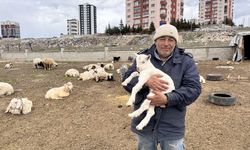 Kayseri’de Yabani Saldırı 6 Keçi Telef Oldu