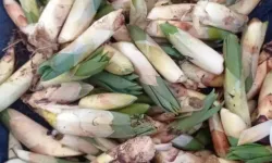 Çiriş Otu Altın Değerinde Kilosu 300 TL Oldu