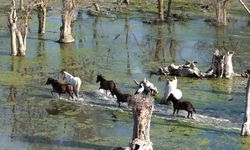 Kızılırmak Deltasında Yılkı Atları Görüntülendi