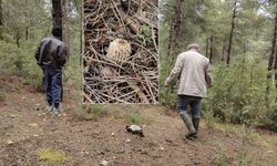 Kuzugöbeği Mantarı Sezonu Başladı Yoğun İlgi