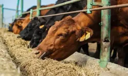 Savaş Gübre Fiyatlarını Yükseltti