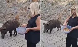 Safiye Soyman Yaban Domuzunu Elleriyla Besledi