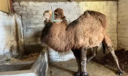 Şap Hastalığı Deve Güreşlerini İptal Ettirdi