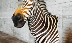 Trabzon Limanı’nda Yaban Hayvanı Trofelerine El Konuldu