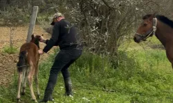 Aydın’da Dikenli Tele Takılan Tay Kurtarıldı
