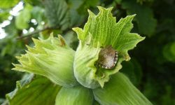 Trabzon’da Kahverengi Kokarca İçin Akademik Adım