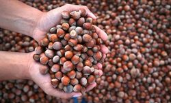 Fındık Fiyatı Düştü Gözler Yeni Rekoltede