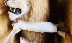 Trabzon Limanı’nda Yaban Hayvanı Trofelerine El Konuldu