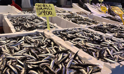 Trabzon’da Hamsi Çoğaldı, Tezgâhlar Doldu