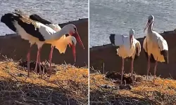 Yaren Leylek Ve Nazlı Leylek Yuvada Yeniden Buluştu