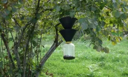 Trabzon’da Kahverengi Kokarcaya Yoğun Mücadele