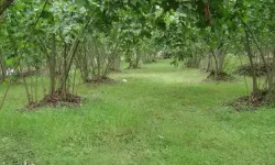 Ordu’da Arazi Tartışması Can Kaybıyla Sonuçlandı