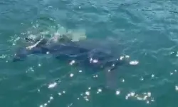 Rize’de Nadir Deniz Kaplumbağası Görüntülendi