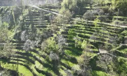 Artvin’de 60 Yıllık Emek Nesilden Nesile