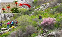 Afşin’de Ters Laleler Açtı Doğaseverler Akın Ediyor