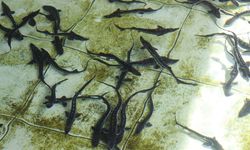 Mersin Balıkları Karadeniz’e Bırakılıyor