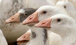 Anadolu Kazı İçin Islah Projesi Başlatıldı