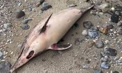 Trabzon Sahilinde Yunus Ölümü Endişe Yarattı