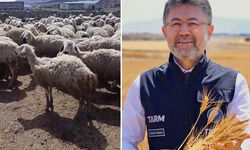 Kars’ta Mera Yasağı Hayvanları Strese Soktu