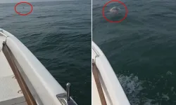 Trabzon Of Açıklarında Denizde Koyun Bulundu