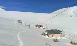 Bayburt Yaylasında Ayı Saldırıları Sürüyor