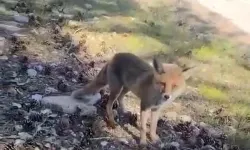 Bursa’da Aç Kalan Tilkiler Yerleşime İndi