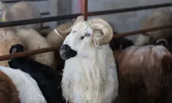 2026 Kurban Hizmetleri Tebliği Yürürlüğe Girdi