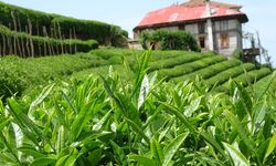 2026 Yaş Çay Fiyatı Kaç TL Olacak