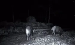 Tekirdağ’da Domuz Sürüsü Fotokapana Yakalandı
