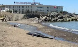 Trabzon’da İki Yunus Kıyıya Vurdu